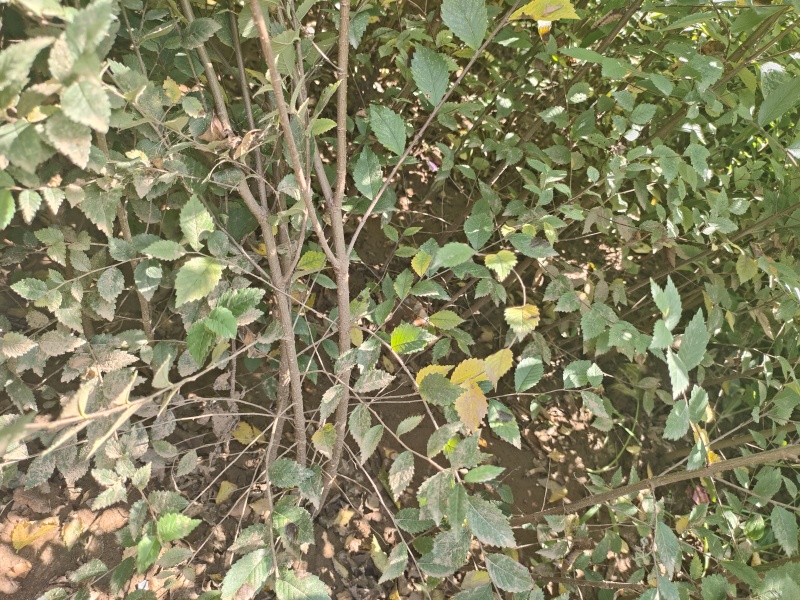 榆树苗白榆苗金叶榆苗