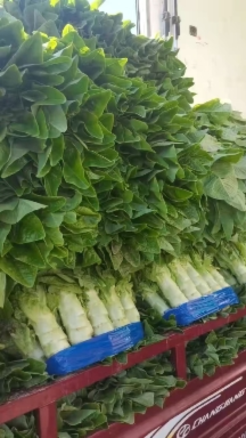 兰陵三清莴笋大量有货：质量很好：青皮青肉：代发全国各地：