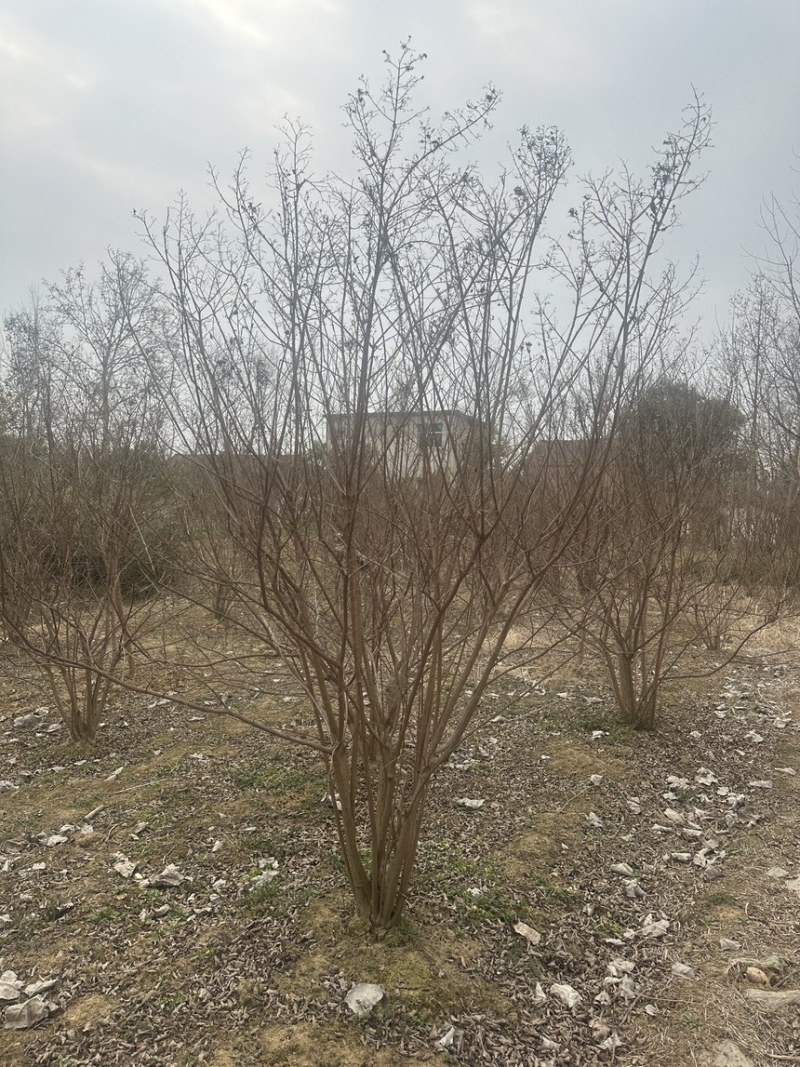 购丛生紫薇，首选潢川紫薇基地！