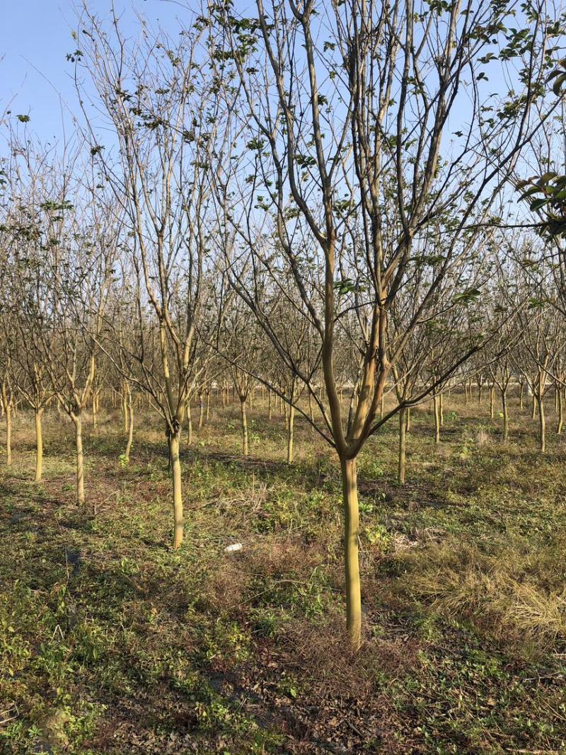 购丛生紫薇，首选潢川紫薇基地！