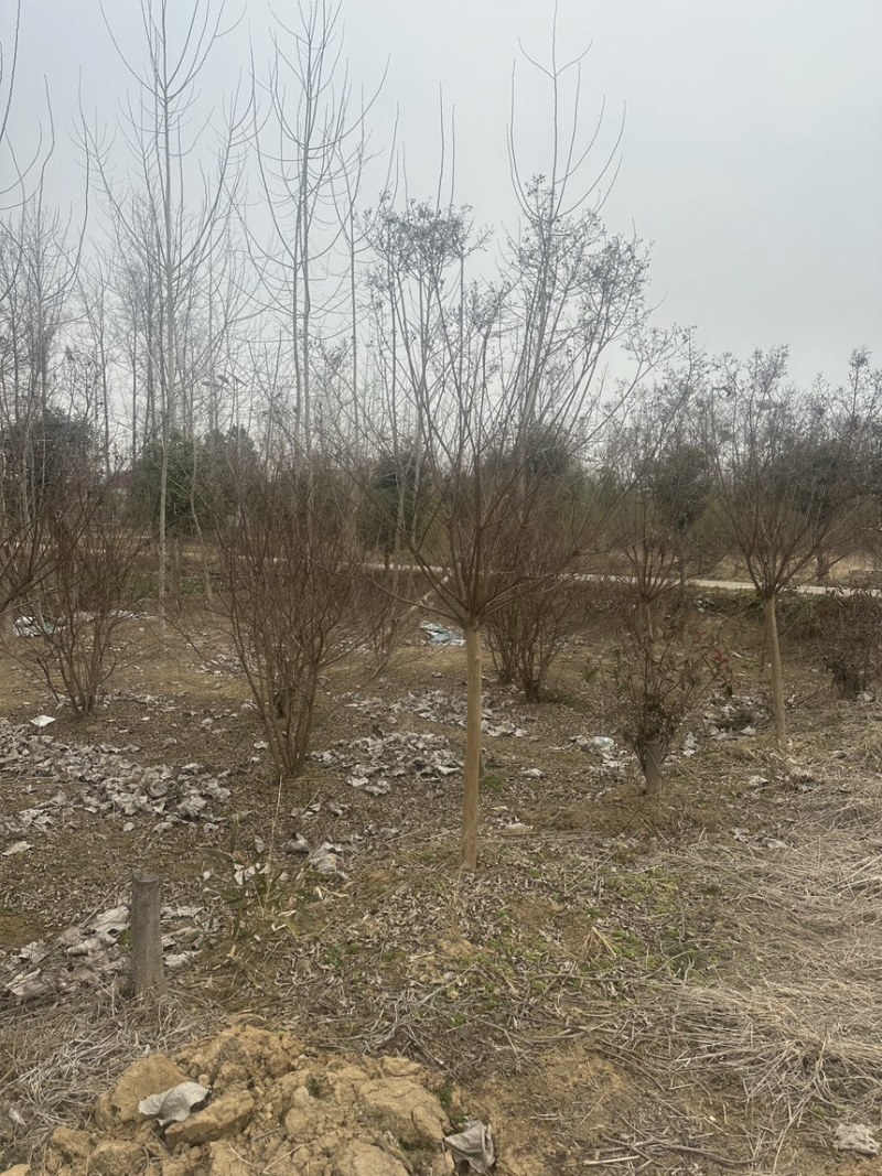 购丛生紫薇，首选潢川紫薇基地！