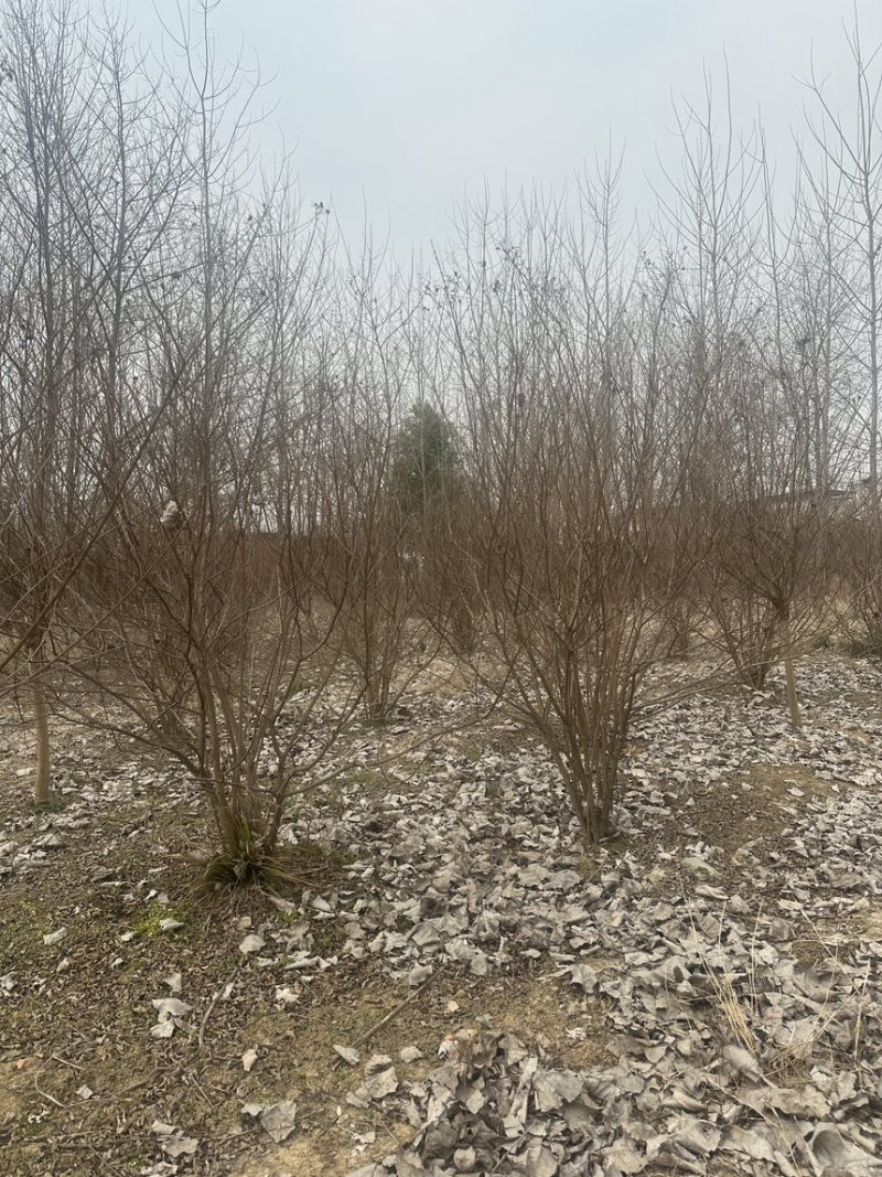 购丛生紫薇，首选潢川紫薇基地！