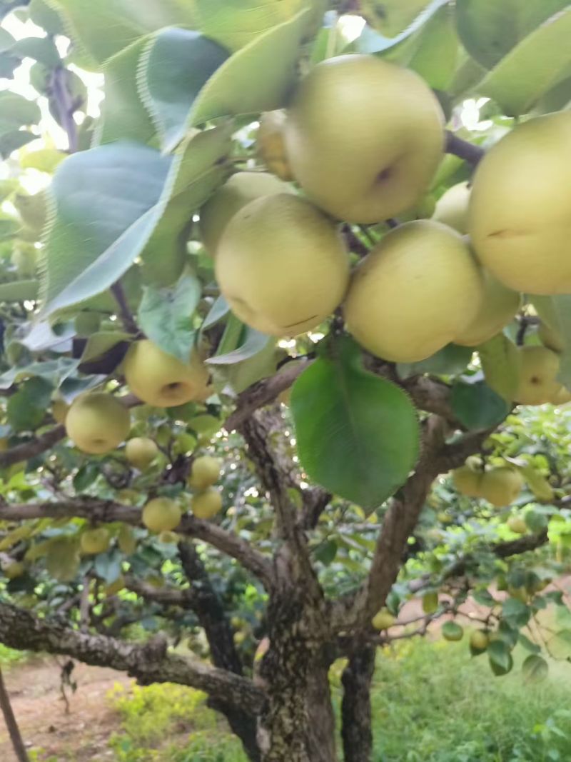 黄金梨，皇冠梨