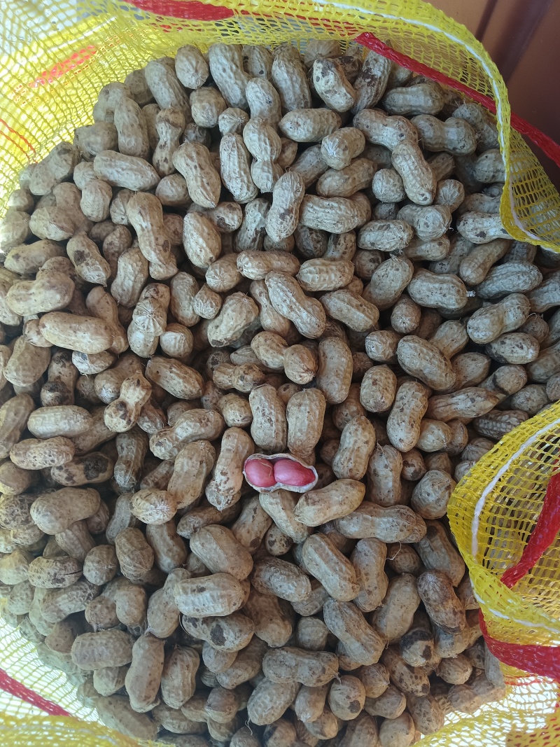 两粒红