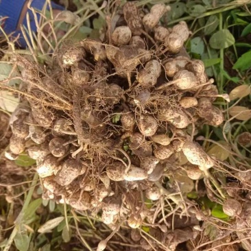 大量出售鲜花生