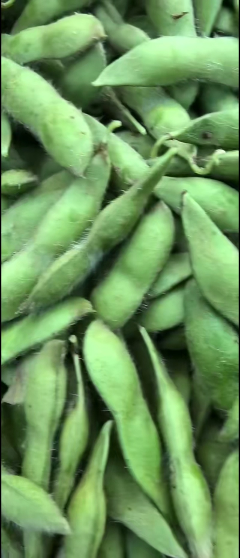 黄山毛豆