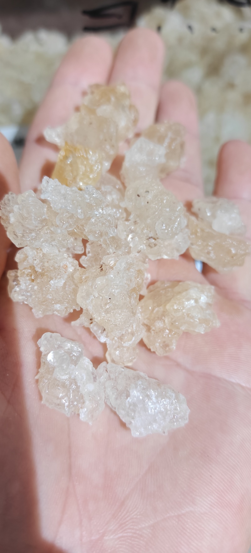 雪燕，精品云南雪燕拉丝品质如图一手货源关书药业