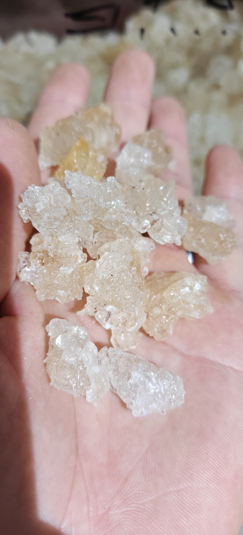 雪燕，精品云南雪燕拉丝品质如图一手货源关书药业