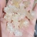 雪燕，精品云南雪燕拉丝品质如图一手货源关书药业