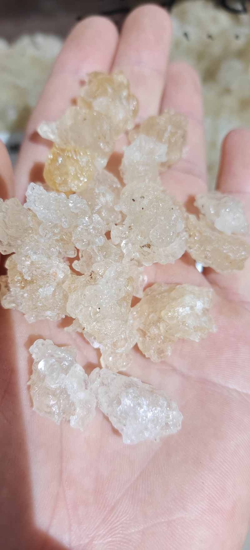 雪燕，精品云南雪燕拉丝品质如图一手货源关书药业