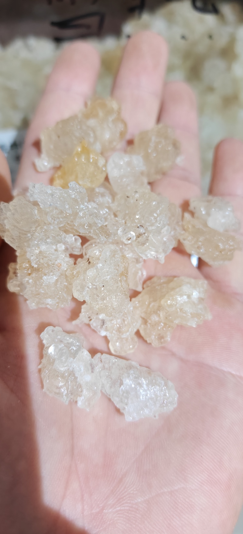 雪燕，精品云南雪燕拉丝品质如图一手货源关书药业
