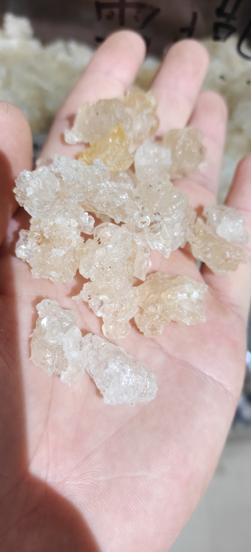 雪燕，精品云南雪燕拉丝品质如图一手货源关书药业