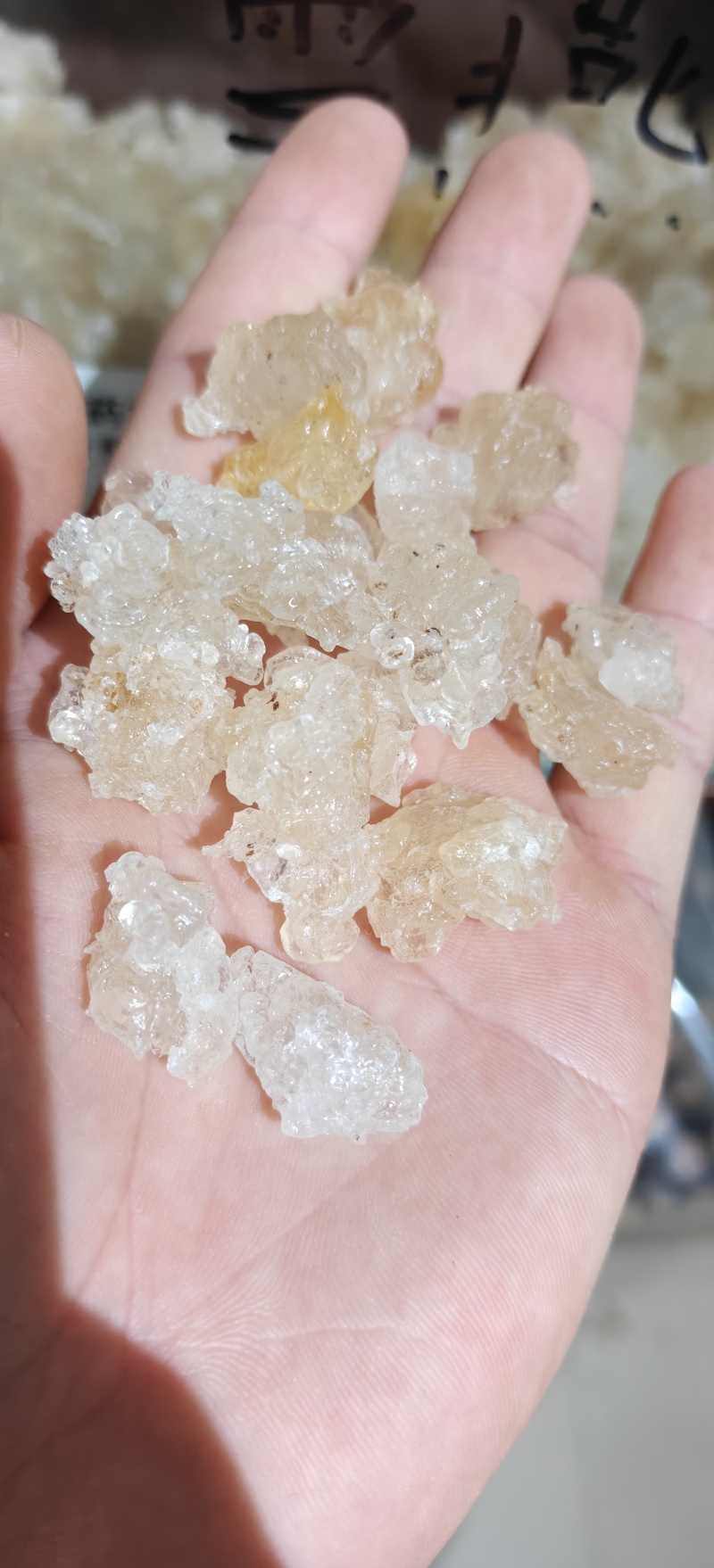 雪燕，精品云南雪燕拉丝品质如图一手货源关书药业