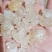 雪燕，精品云南雪燕拉丝品质如图一手货源关书药业