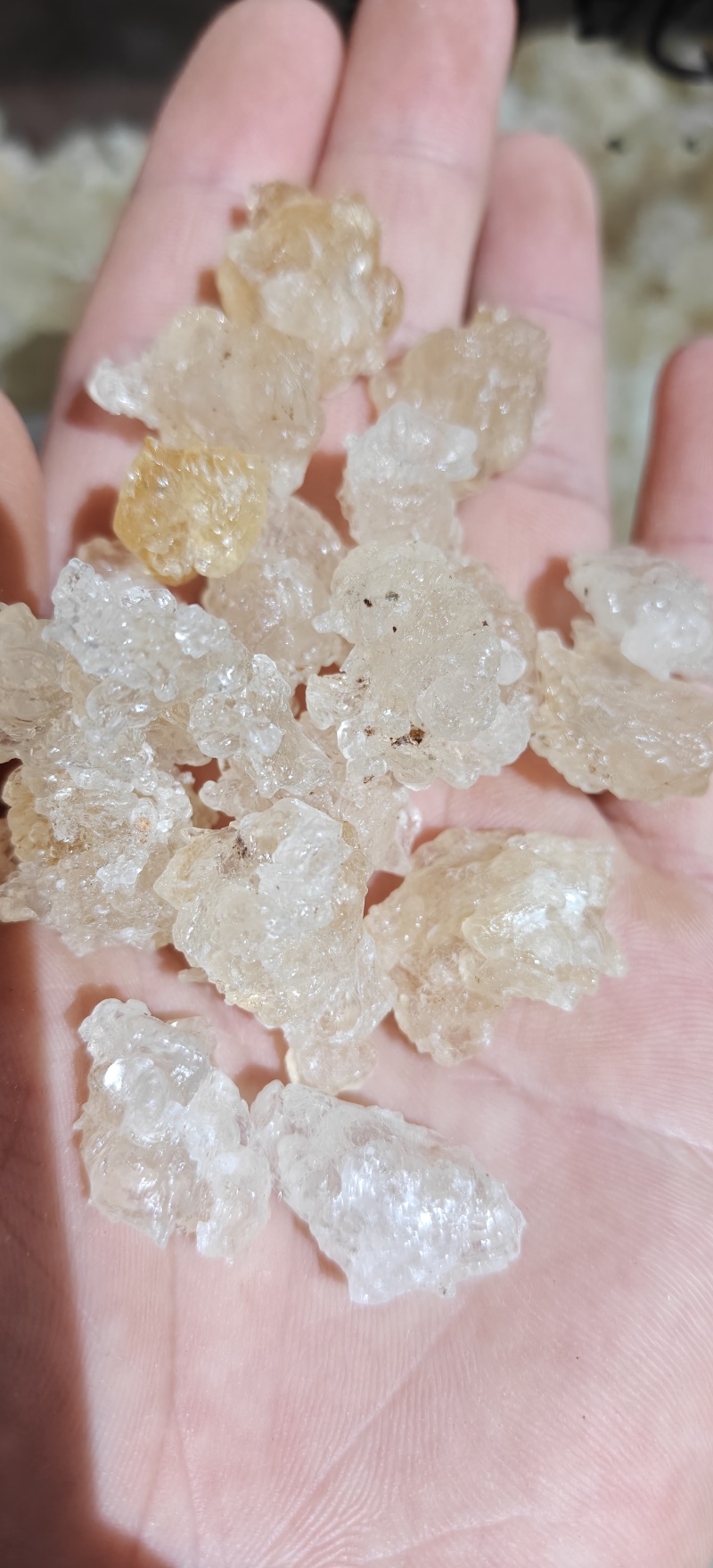 雪燕，精品云南雪燕拉丝品质如图一手货源关书药业