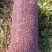 大量出售鲜花生