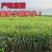 新鲜香茅草香茅香草柠檬香茅泰式泰国冬阴功汤