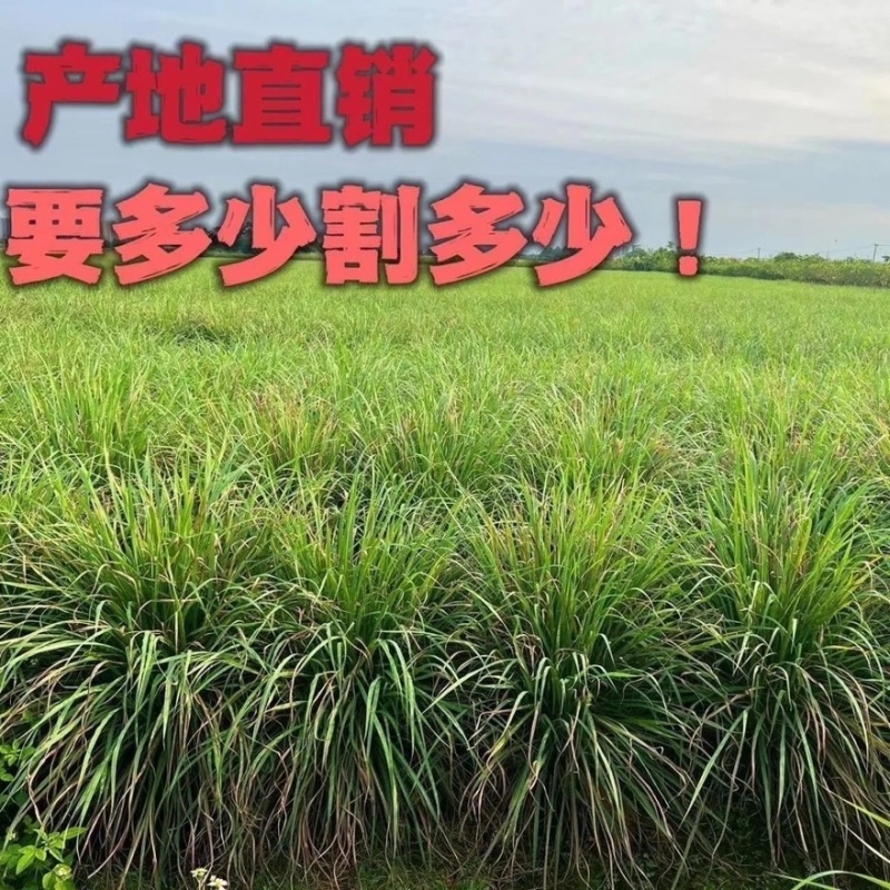 新鲜香茅草香茅香草柠檬香茅泰式泰国冬阴功汤