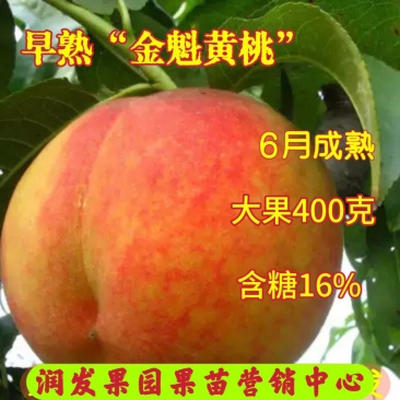 山东桃树苗果园直发中桃金魁黄金蜜7号桃树苗保真成活率高