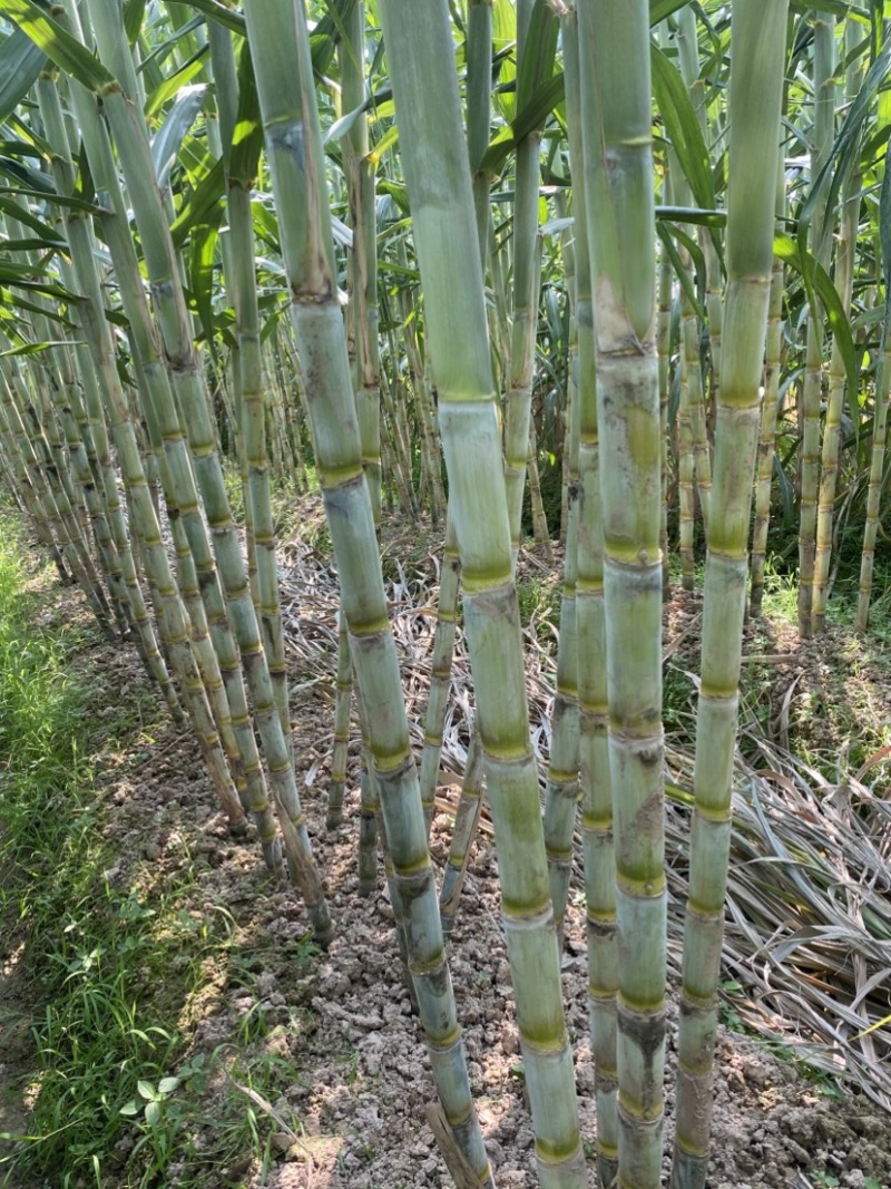 青皮水果甘蔗、一手货源、口感脆甜、国庆上市