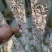 青皮水果甘蔗、一手货源、口感脆甜、国庆上市