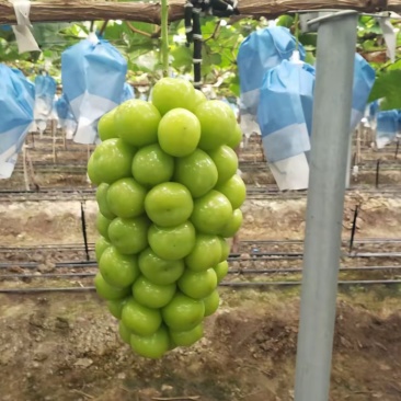 阳光玫瑰，精品大量上市，新鲜出炉，甜甜阳光
