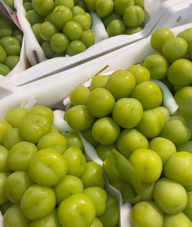 阳光玫瑰，精品大量上市，新鲜出炉，甜甜阳光