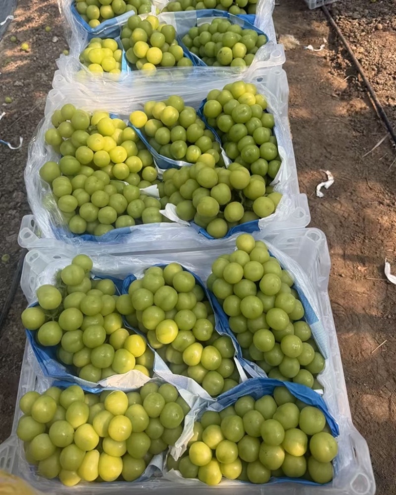阳光玫瑰，精品大量上市，新鲜出炉，甜甜阳光