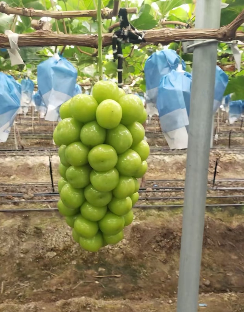 阳光玫瑰，精品大量上市，新鲜出炉，甜甜阳光