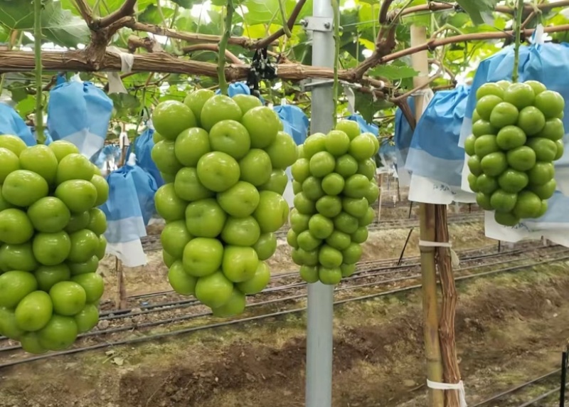 阳光玫瑰，精品大量上市，新鲜出炉，甜甜阳光