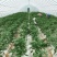 【推荐】夏邑301辣椒青椒一手货源价格优惠供应市场商超