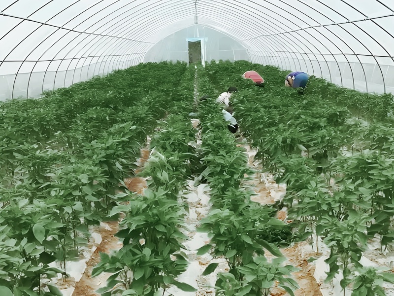 【推荐】夏邑301辣椒青椒一手货源价格优惠供应市场商超