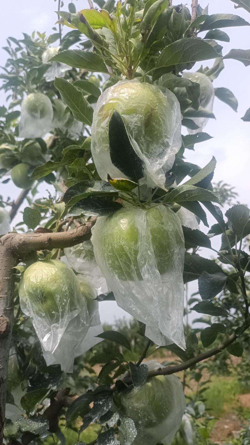 山东金帅苹果/黄元帅（膜袋）大量现货一条龙服务可代发货欢