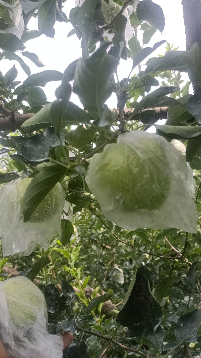 山东金帅苹果/黄元帅（膜袋）大量现货一条龙服务可代发货欢