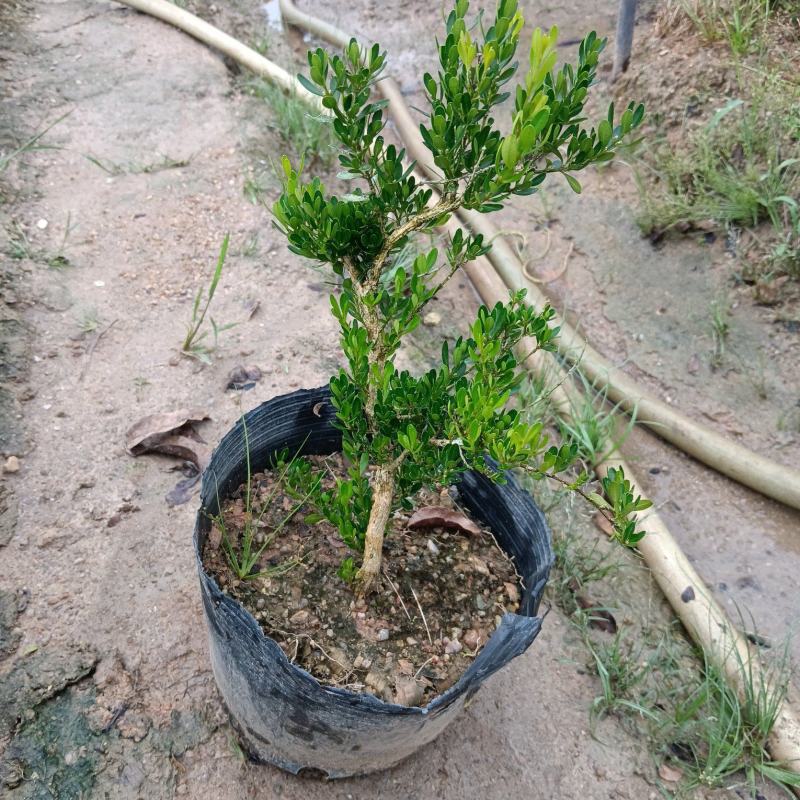 广东雀舌皱皮黄杨/地苗/高度20左右/福利放漏8毛/棵