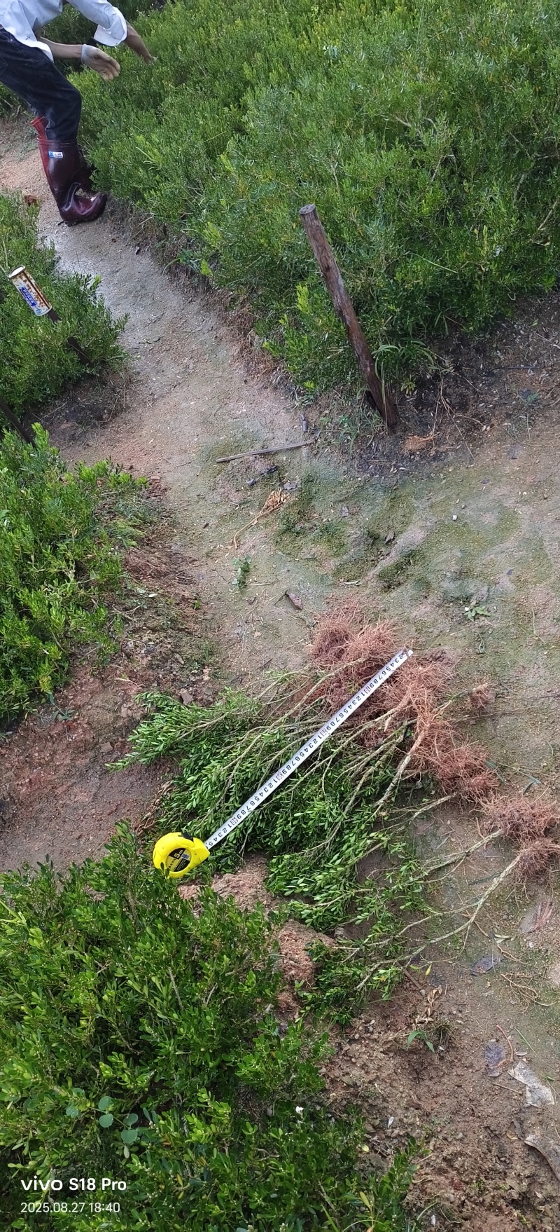 广东雀舌皱皮黄杨/地苗/高度20左右/福利放漏8毛/棵