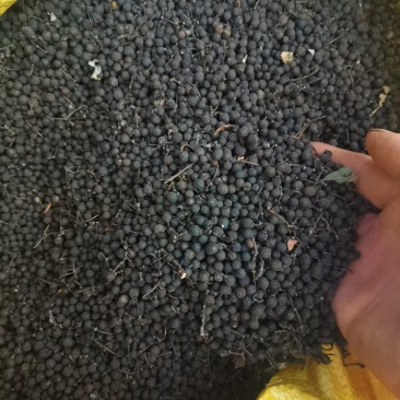 广西木姜子山胡椒贵州云南山苍籽木姜子根