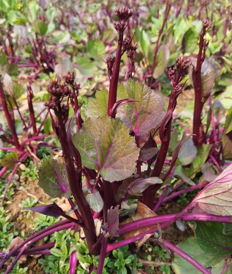 小叶丽丽杂交红菜苔早熟高产大苔叶小产量高甜菜苔无腊粉
