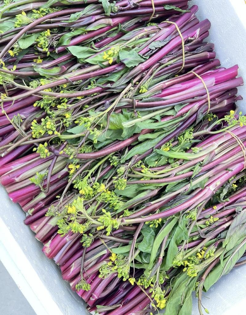 小叶丽丽杂交红菜苔早熟高产大苔叶小产量高甜菜苔无腊粉