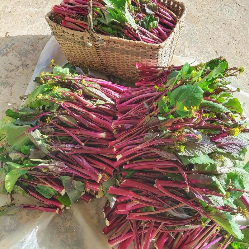 小叶丽丽杂交红菜苔早熟高产大苔叶小产量高甜菜苔无腊粉