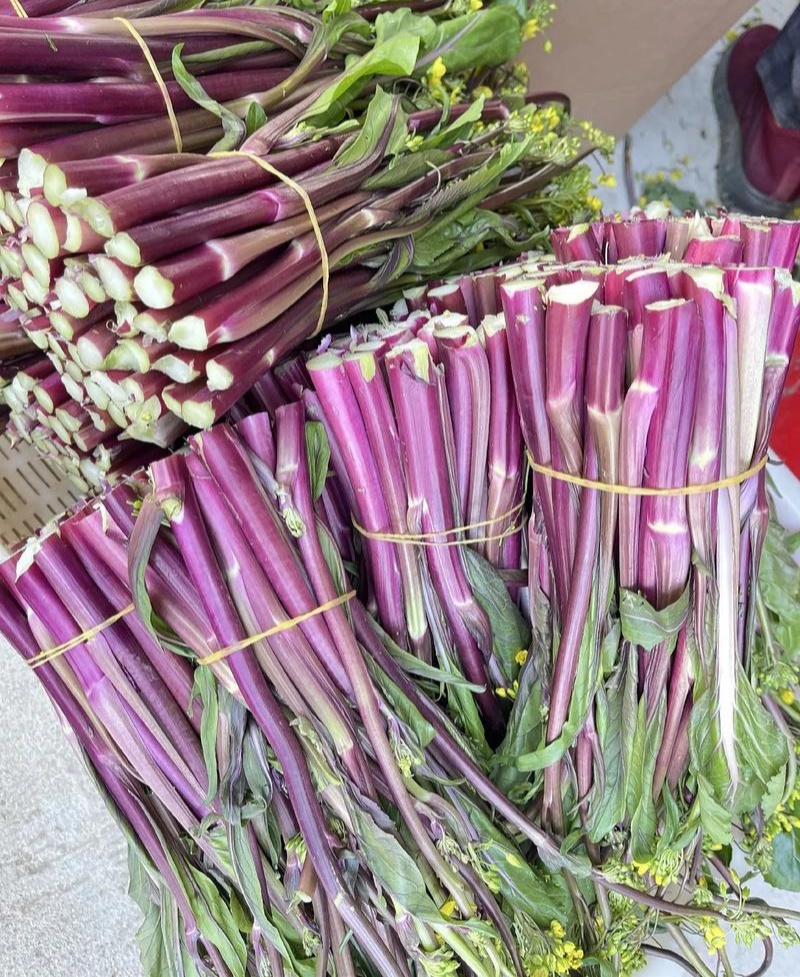 小叶丽丽杂交红菜苔早熟高产大苔叶小产量高甜菜苔无腊粉