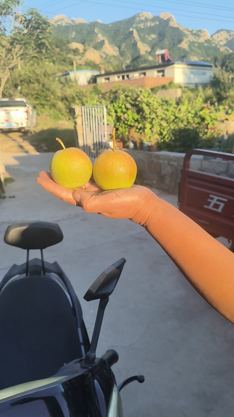 精品南果梨