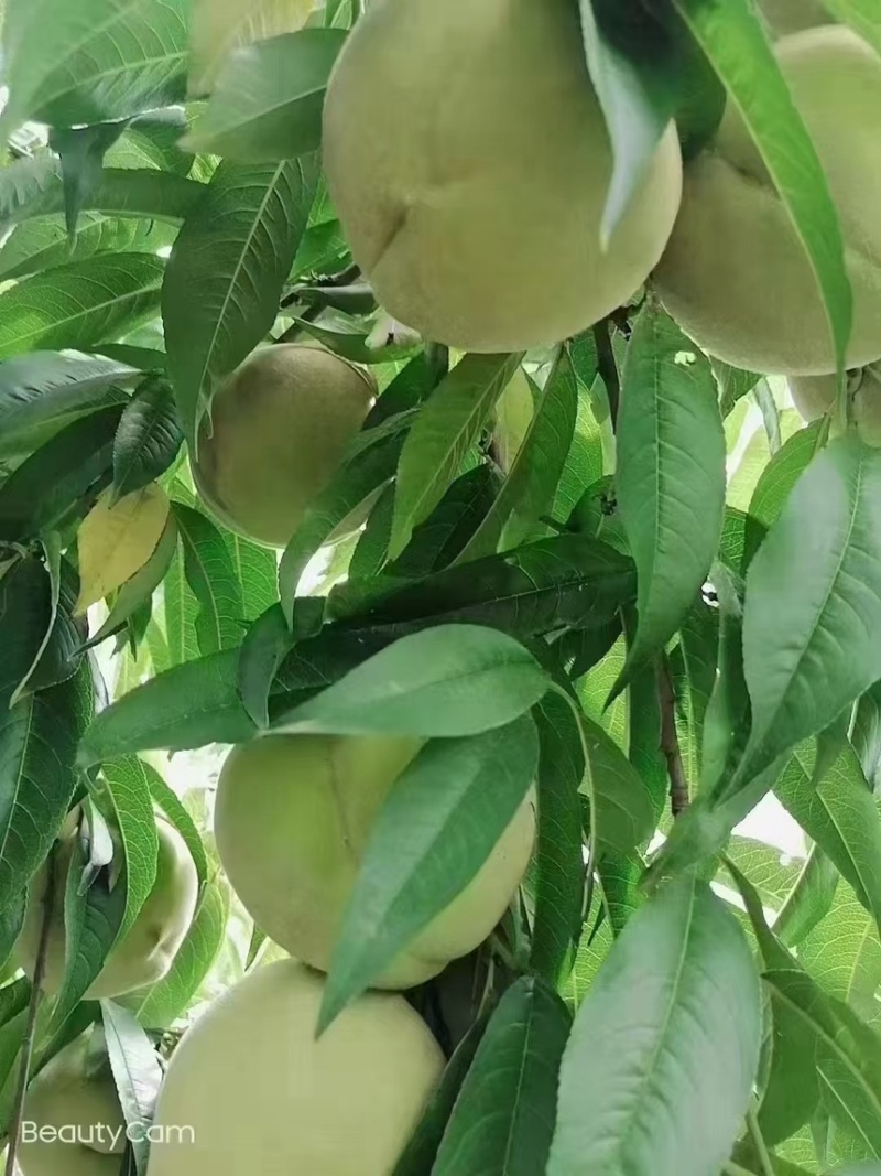 大青桃