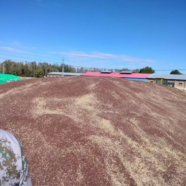 新疆黑小麦