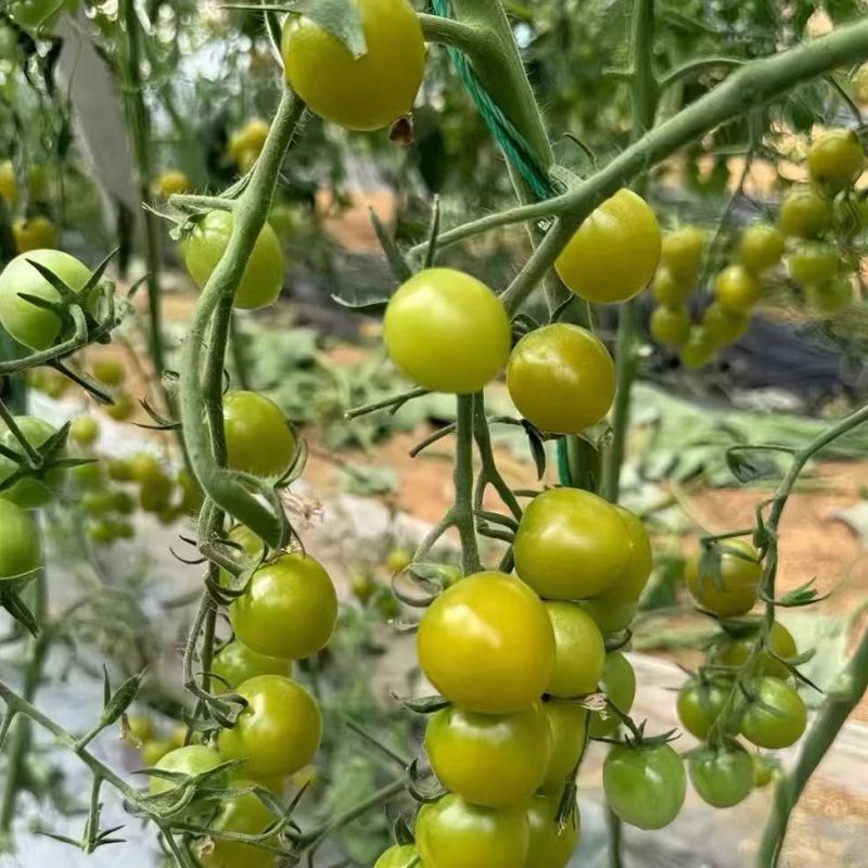 青霞66绿色小番茄种子口感好高糖度水果小柿子种籽