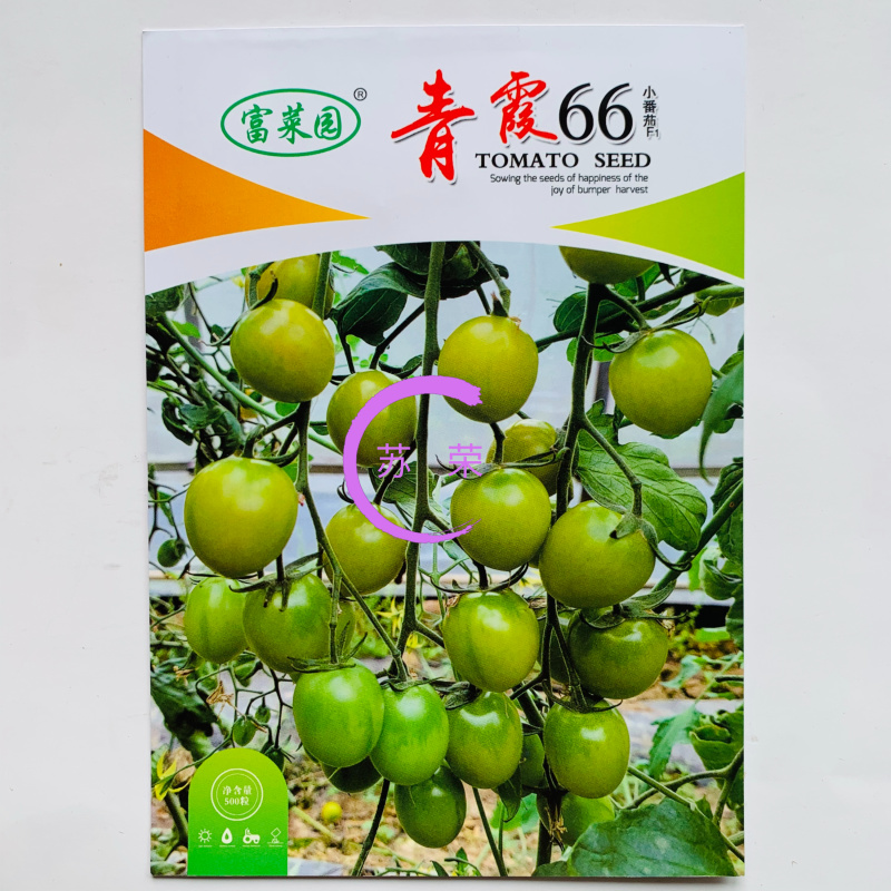 青霞66绿色小番茄种子口感好高糖度水果小柿子种籽