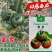 蜜雪水果番茄种子口感甜酸味浓汁多高糖草莓番茄带绿肩西红柿