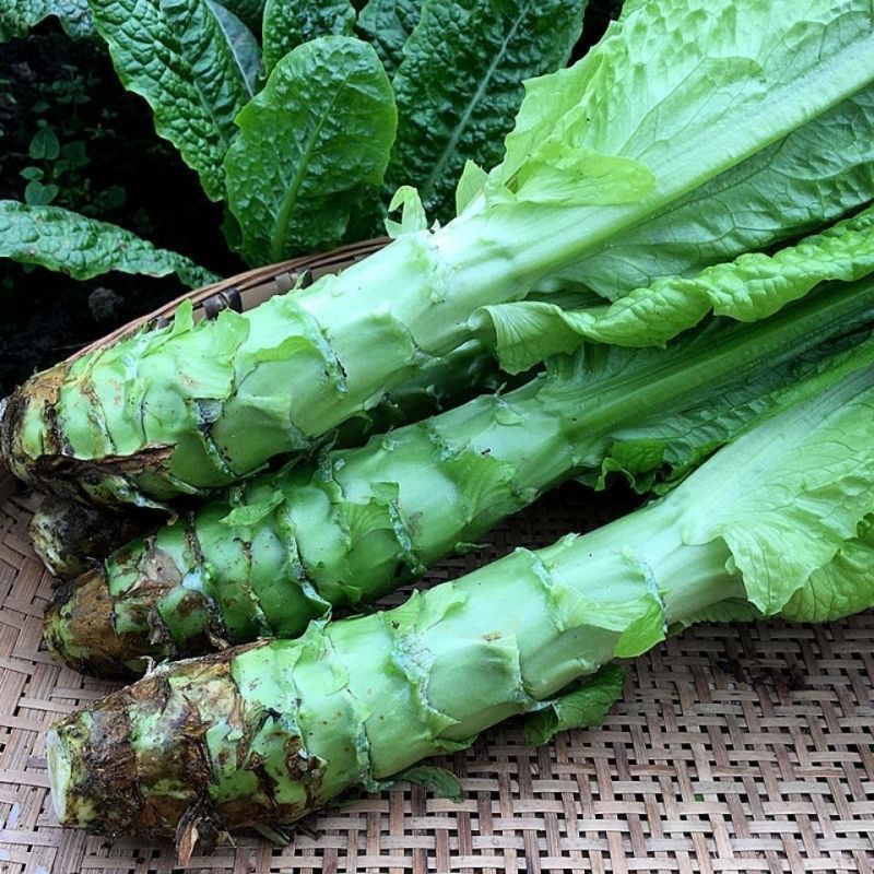 龙盛绿水青山莴笋种子三青笋浓香莴苣耐寒青皮青肉春秋季播蔬