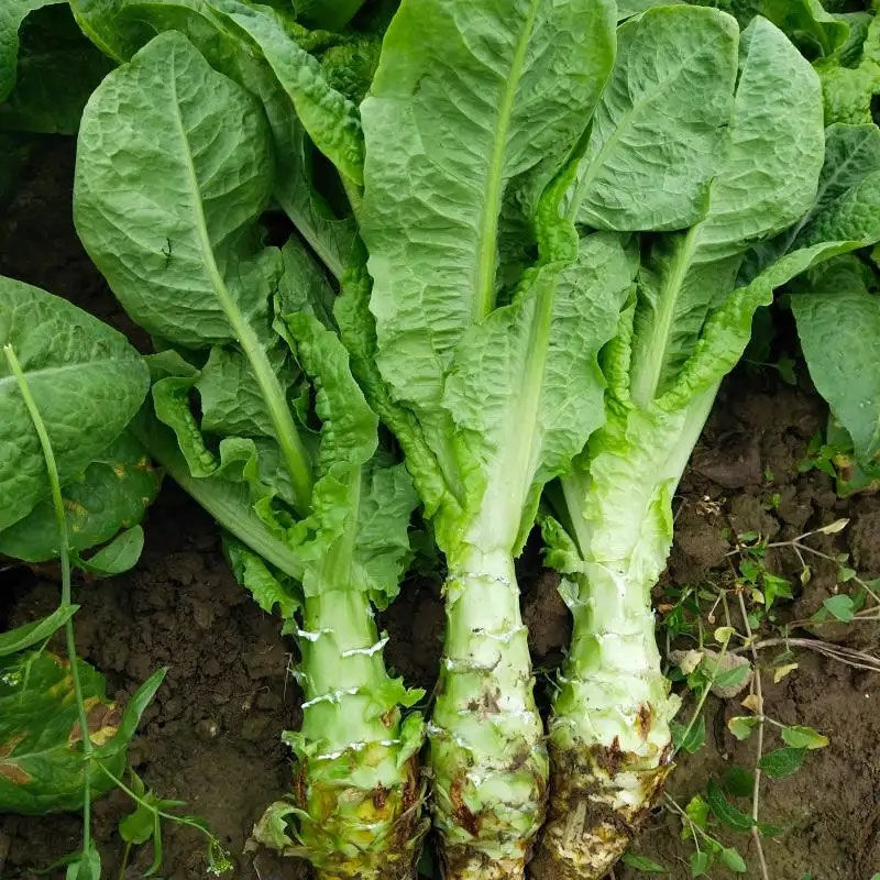 龙盛绿水青山莴笋种子三青笋浓香莴苣耐寒青皮青肉春秋季播蔬