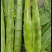 龙盛绿水青山莴笋种子三青笋浓香莴苣耐寒青皮青肉春秋季播蔬